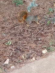Sciurus niger