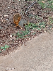Sciurus niger