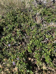 Ceanothus gloriosus gloriosus
