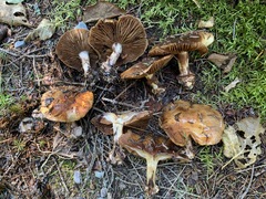 Thaxterogaster purpurascens