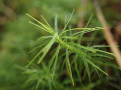 Polytrichastrum alpinum