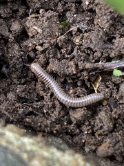 Cylindroiulus caeruleocinctus
