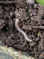 Cylindroiulus caeruleocinctus