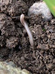 Cylindroiulus caeruleocinctus
