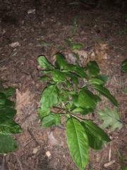 Pokeweed mosaic virus
