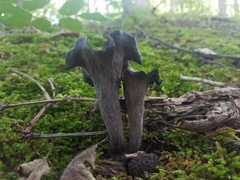 Craterellus