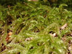 Rhytidiadelphus loreus