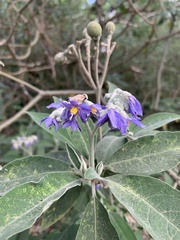 Solanum granulosoleprosum