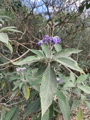 Solanum granulosoleprosum