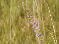Liatris spicata