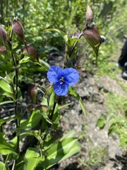 Commelina tuberosa