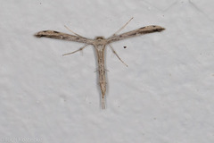 Adaina ambrosiae