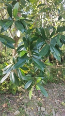 Magnolia compressa