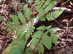 Gymnocarpium dryopteris