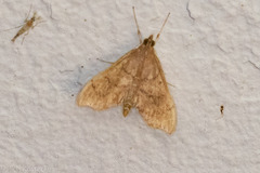 Sericoplaga externalis