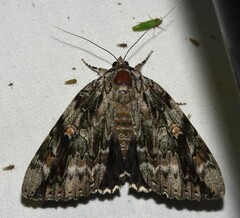 Catocala maestosa