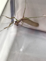 Mantidae
