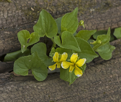 Viola pubescens