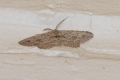 Pimaphera sparsaria