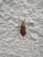 Discogastrini