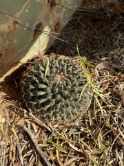 Mammillaria heyderi