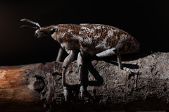 Cyphocleonus achates