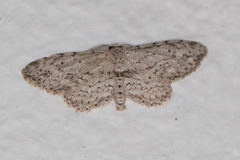 Pimaphera sparsaria