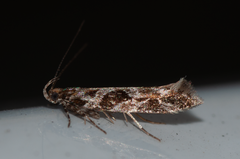 Aristotelia fungivorella