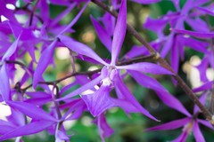Encyclia kennedyi