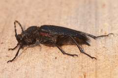 Stictoleptura canadensis