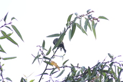 Haemorhous mexicanus