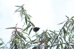Haemorhous mexicanus