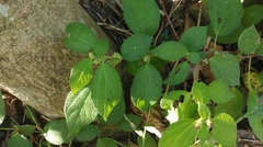 Boehmeria pilosiuscula