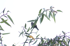 Haemorhous mexicanus