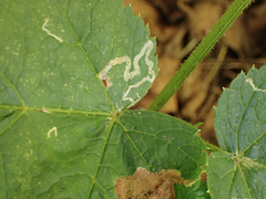 Phytomyza spondylii group
