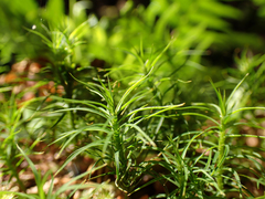 Polytrichastrum alpinum