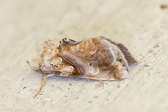 Plusiodonta compressipalpis