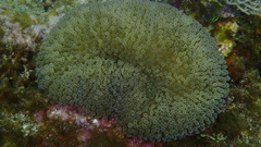 Stichodactyla helianthus