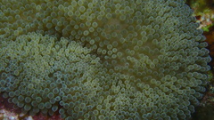 Stichodactyla helianthus
