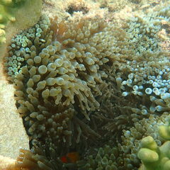 Entacmaea quadricolor