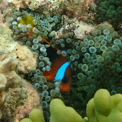 Amphiprion melanopus