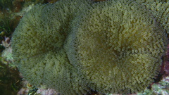 Stichodactyla helianthus