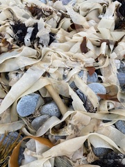 Laminaria digitata