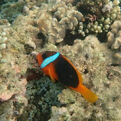 Amphiprion melanopus