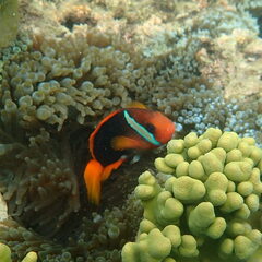 Amphiprion melanopus