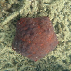 Culcita novaeguineae