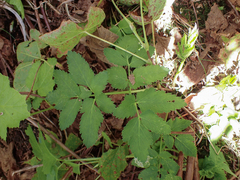 Angelica genuflexa