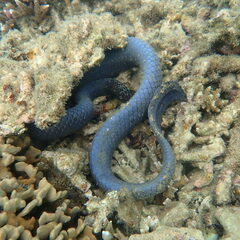 Emydocephalus annulatus