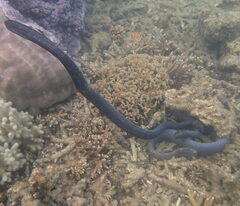 Emydocephalus annulatus