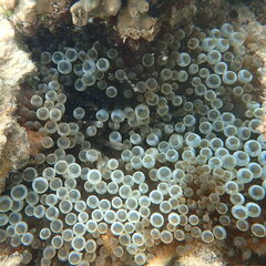 Entacmaea quadricolor